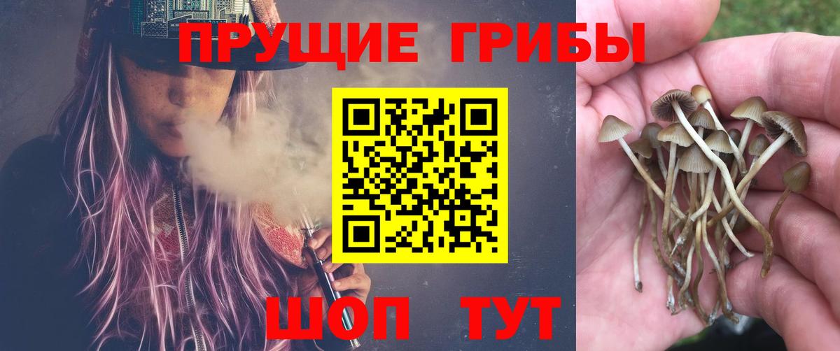 цена   Галлюциногенные грибы GOLDEN TEACHER  Псилоцибиновые грибы Cubensis  Вход с VPN  Вятские Поляны 